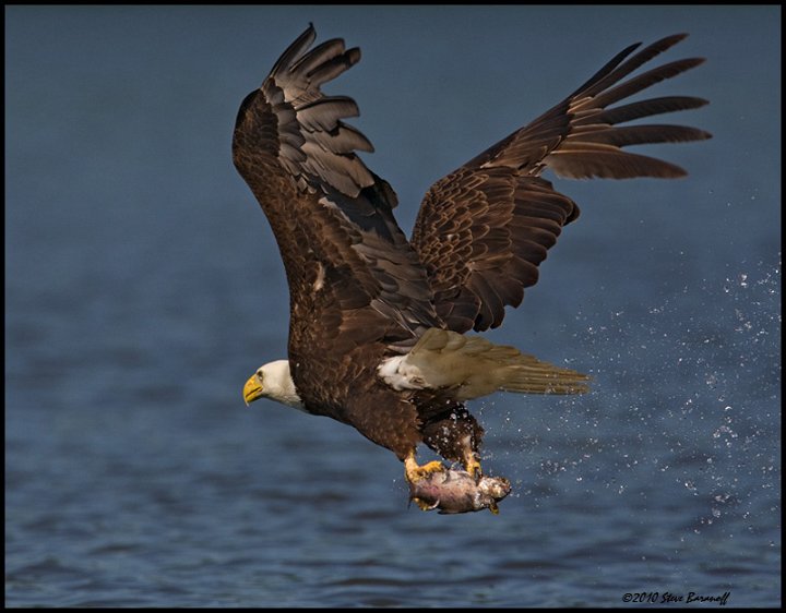 _0SB0773 american bald eagle.jpg